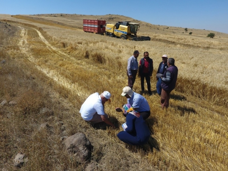 Hububatta Dane Kaybının Önlenmesi İçin Biçerdöver Kontrolleri Sürüyor