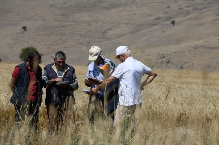Hububatta Dane Kaybının Önlenmesi İçin Biçerdöver Kontrolleri Sürüyor