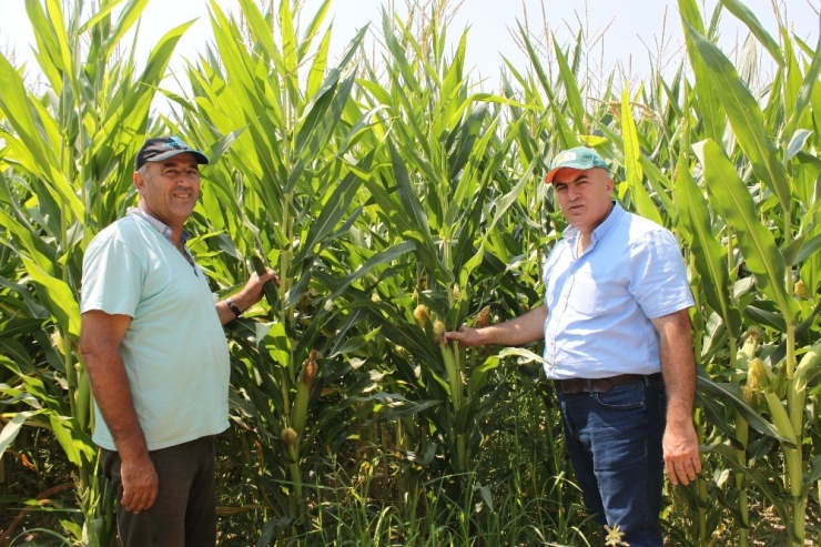 Mısır Üreticisi Referans Fiyatın Açıklanmasını Bekliyor