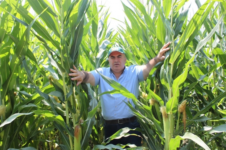 Mısır Üreticisi Referans Fiyatın Açıklanmasını Bekliyor