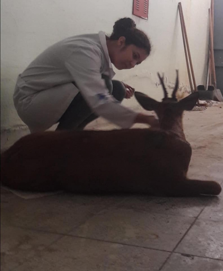 Yaralı Halde Bulunan Karaca, Tedavi Altına Alındı