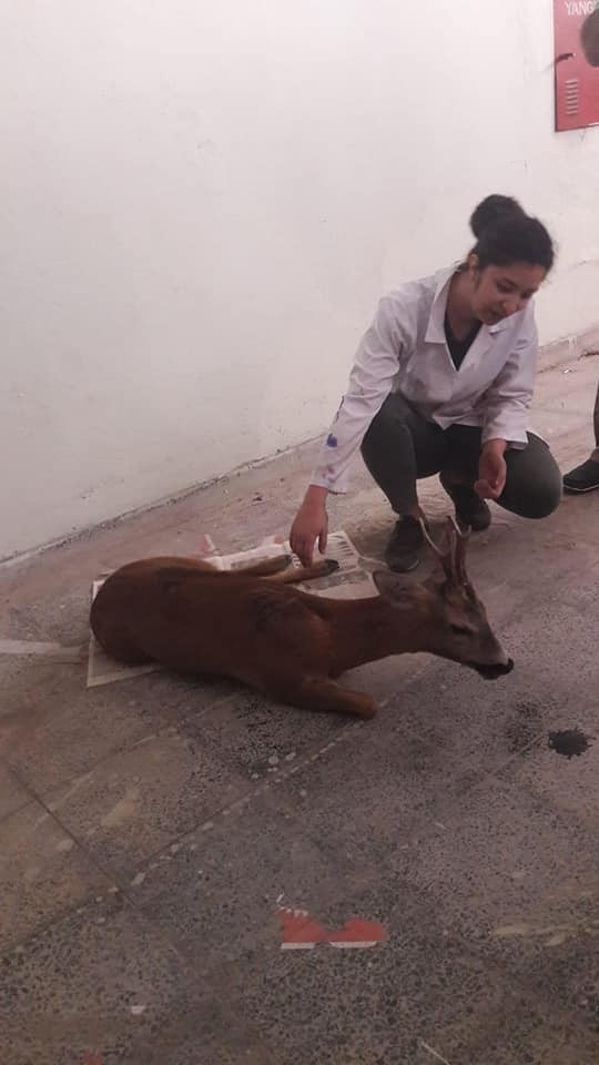 Yaralı Halde Bulunan Karaca, Tedavi Altına Alındı