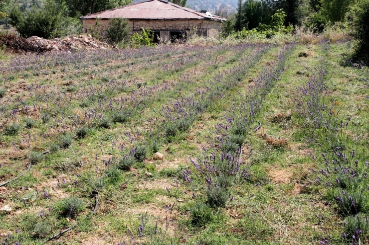 Üreticilere Dağıtılan 30 Bin Lavanta Fidesi Çiçek Açtı, Hasat Başladı