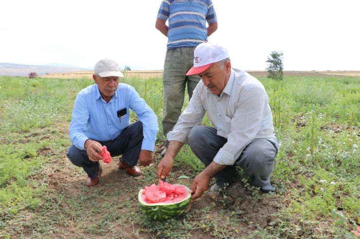 Yakacık Karpuzu Hasadı Başladı