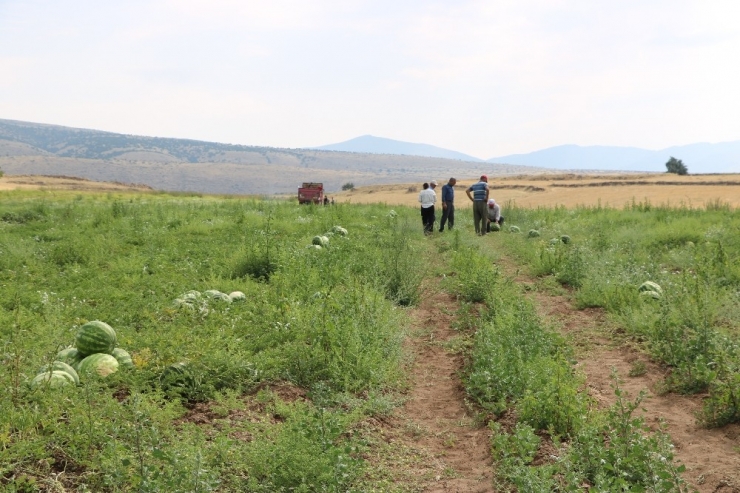 Yakacık Karpuzu Hasadı Başladı
