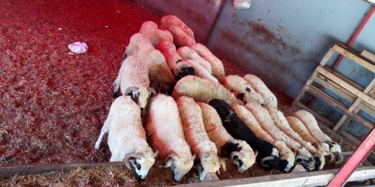 Firari 1 Kişi Ve 7 Koyun İçin 5 Şüpheli Sorgulanıyor