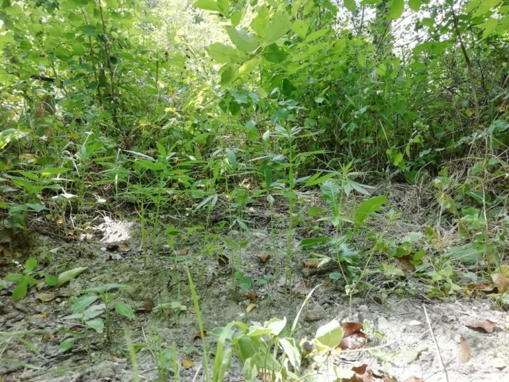 Tosya’da Bahçeye Ekili 20 Kök Kenevir Ele Geçirildi