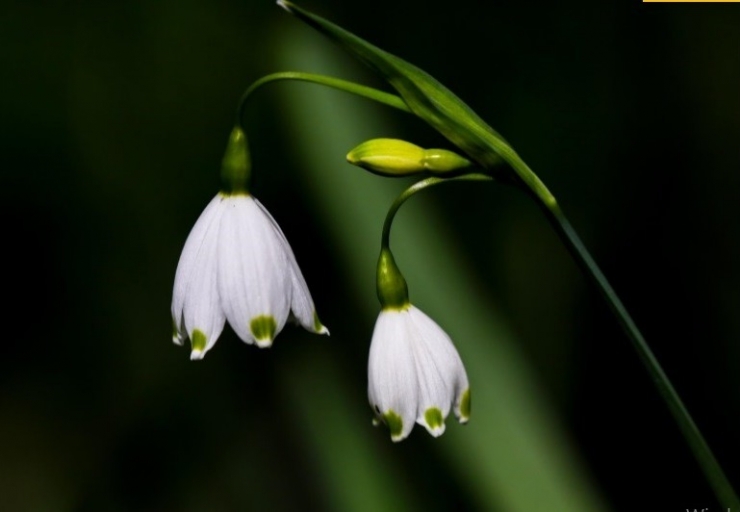 Samsun’da 1784 Endemik Bitki Türü Tespit Edildi