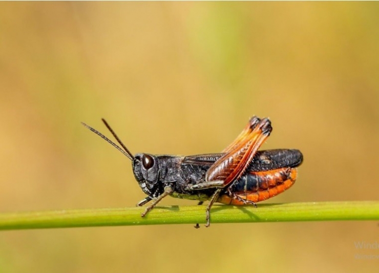 Samsun’da 1784 Endemik Bitki Türü Tespit Edildi
