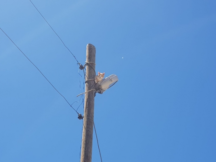 Elektrik Direğinde Mahsur Kalan Kedi İtfaiye Tarafından Kurtarıldı