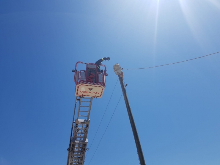 Elektrik Direğinde Mahsur Kalan Kedi İtfaiye Tarafından Kurtarıldı