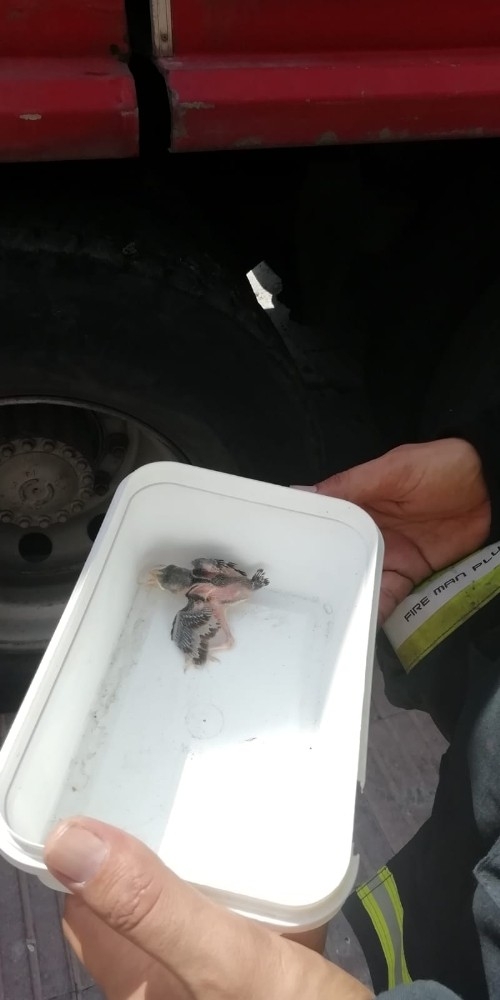 Yuvadan Düşen Yavru Serçe Kurtarıldı