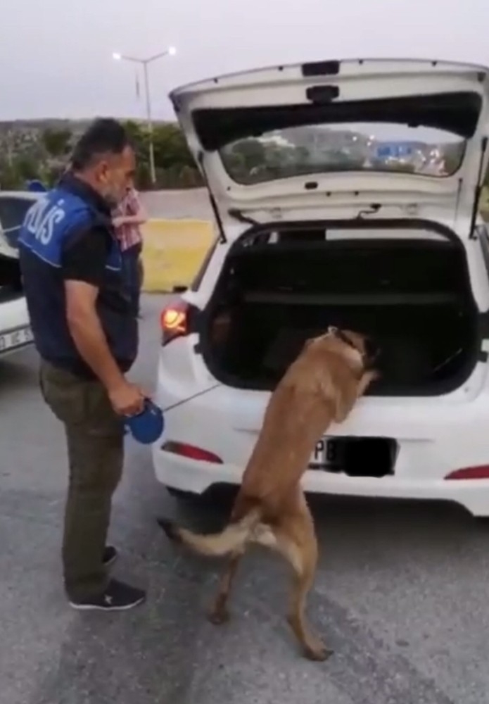 Durdurulan Araçtaki Valizden Kilolarca Esrar Çıktı