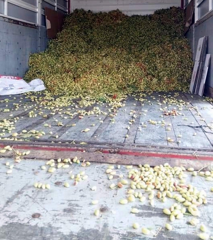 Aydın’da Antep Fıstığı Hasadı Başladı