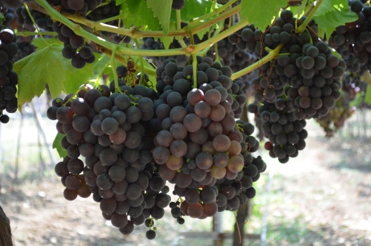 Bağcılığın Göz Bebeğinde Hasat Zamanı