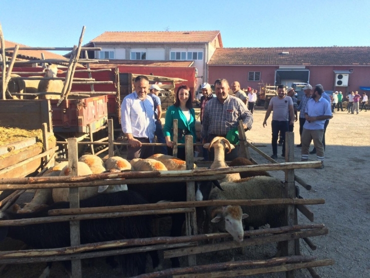 Başkan Tekin İlçede Kurulan Hayvan Pazarını Denetledi.