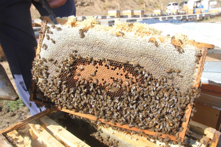 Bingöl’de En Tatlı Hasat