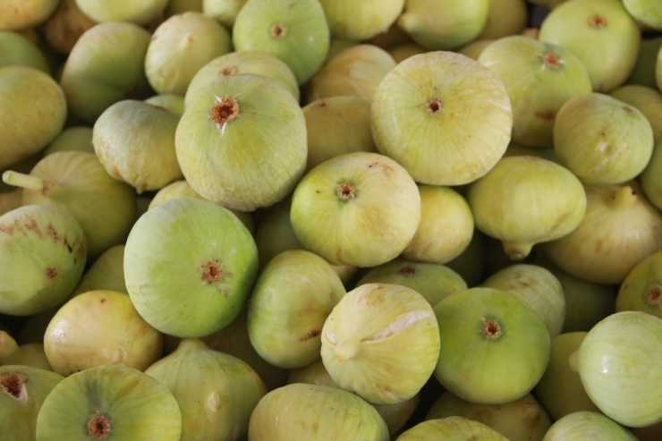 Mersin’de İncir Altın Yılını Yaşıyor