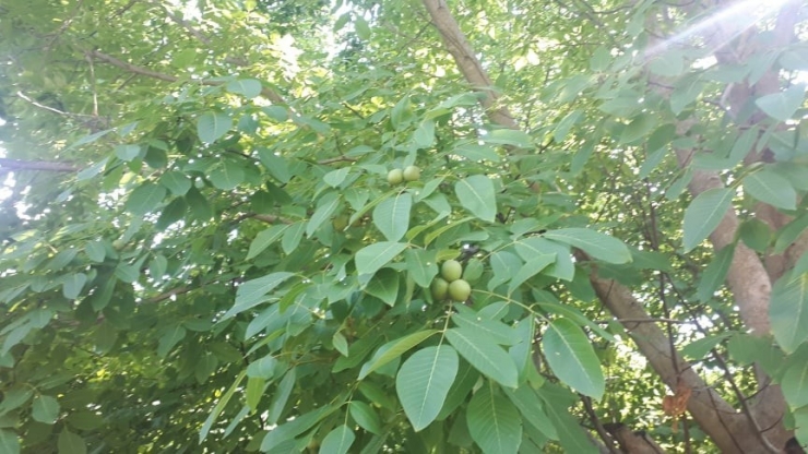 Ceviz’de Son 10 Yılın En Yüksek Verimi Bekleniyor