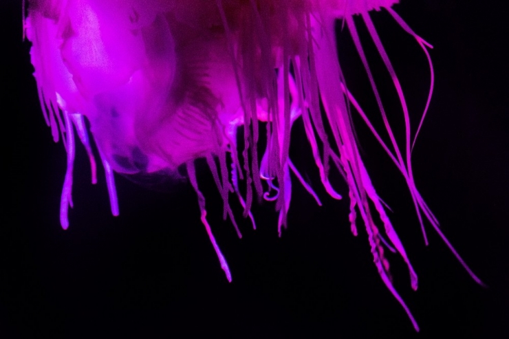 Güney Afrika’da Pembe Denizanası Görüldü