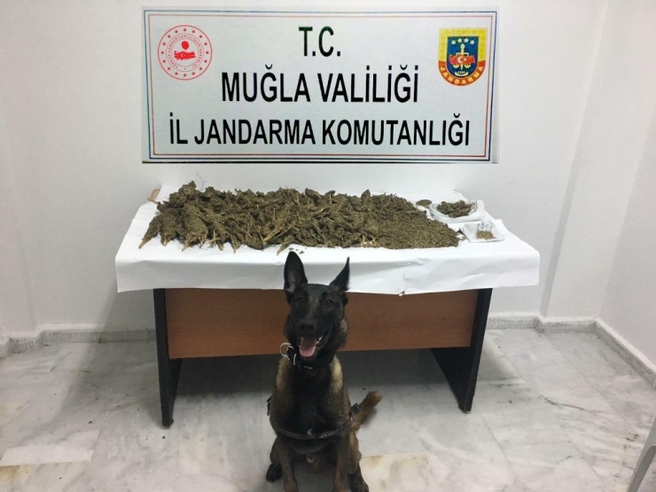 Jandarmadan Lüks Yata Uyuşturucu Operasyonu