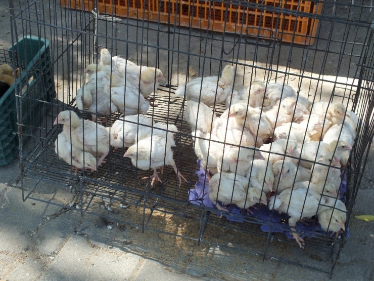 Pazaryeri’nde Tavuk Pazarı Sorunu Çözüldü