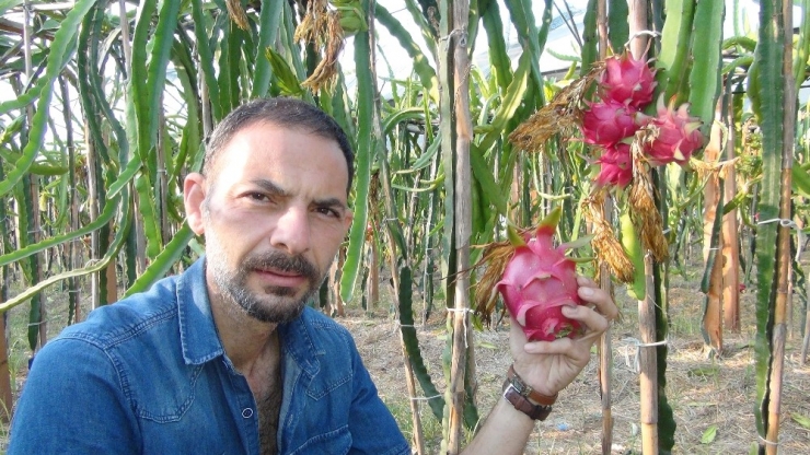 Pitahayanın Tanesi Bahçede 17, Markette 40 Lira