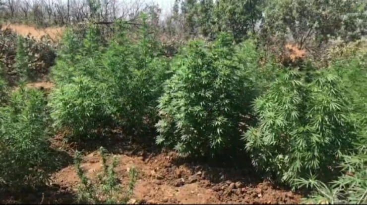 Samsun’da 11 Kilo Kubar Esrar Ve 405 Kök Dişi Hint Keneviri Ele Geçirildi