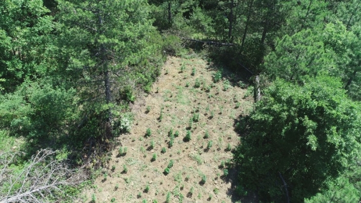 Samsun’da 11 Kilo Kubar Esrar Ve 405 Kök Dişi Hint Keneviri Ele Geçirildi