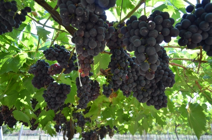 Bağcılığın Göz Bebeğinde Hasat Zamanı