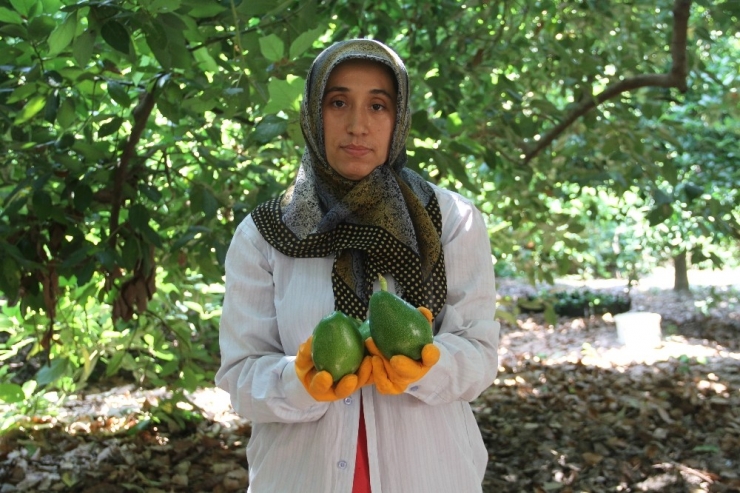 Alanya’da Hasadı Başlanan Avokadoda Hedef 50 Milyon Adet