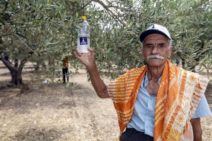 Foça’da 44 Bin Zeytin Ağacı Korunacak