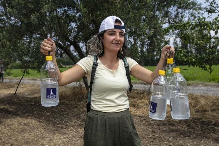 Foça’da 44 Bin Zeytin Ağacı Korunacak