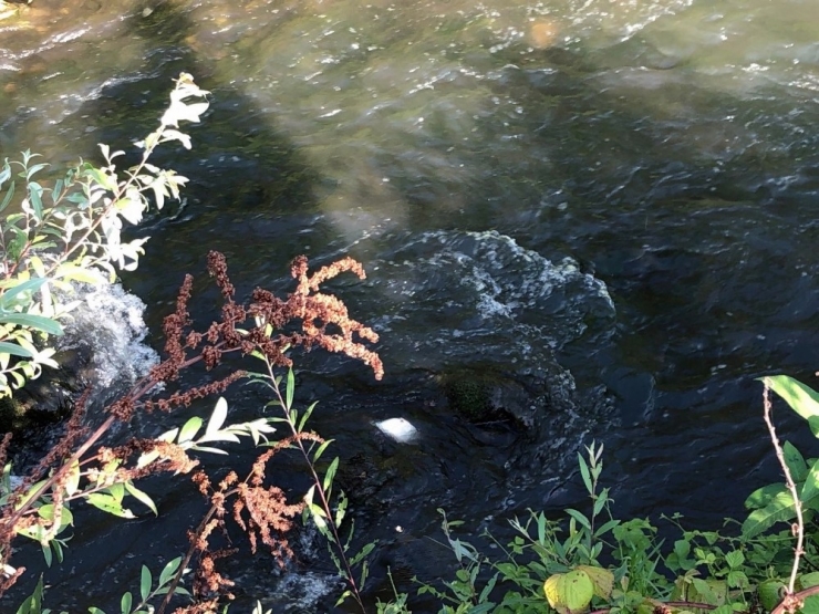 Deredeki Balık Ölümlerine Vatandaştan Tepki