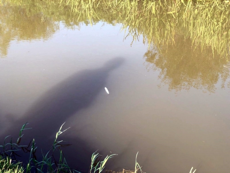 Deredeki Balık Ölümlerine Vatandaştan Tepki