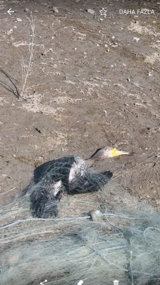 Kaçak Avlanma Yüzünden Balıklar Ve Balıkçıl Kuşları Telef Oldu