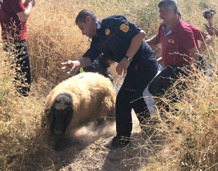 Koyunlar Toplu Halde Fosseptik Çukuruna Düştü