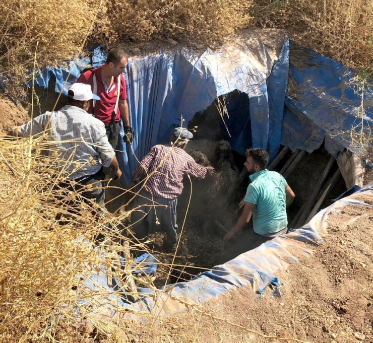 Koyunlar Toplu Halde Fosseptik Çukuruna Düştü