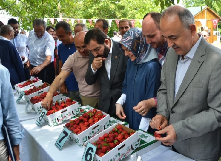 Çilek Tadında Festival