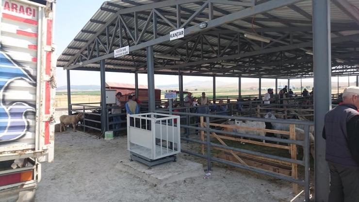 Aslanapa Belediyesi Canlı Hayvan Pazarı Ve Borsası 13 Ağustos’a Kadar Her Gün Açık