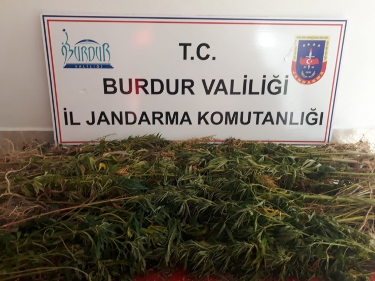 Burdur’da Kaçak Kenevir Ekimi Yapan 2 Kişi Yakalandı