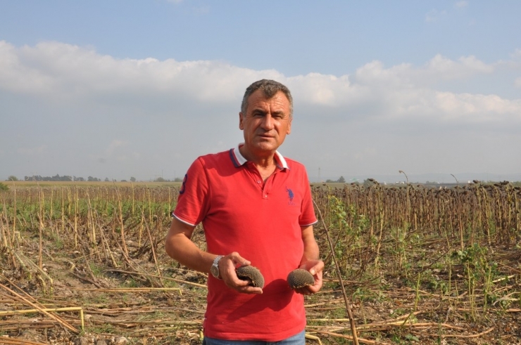 Üretici Tmo’nun Ayçiçeği De Almasını İstiyor