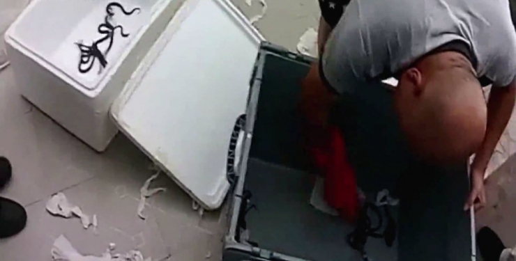 Tren İçinde Kobra Yılanı Yavruları Bulundu