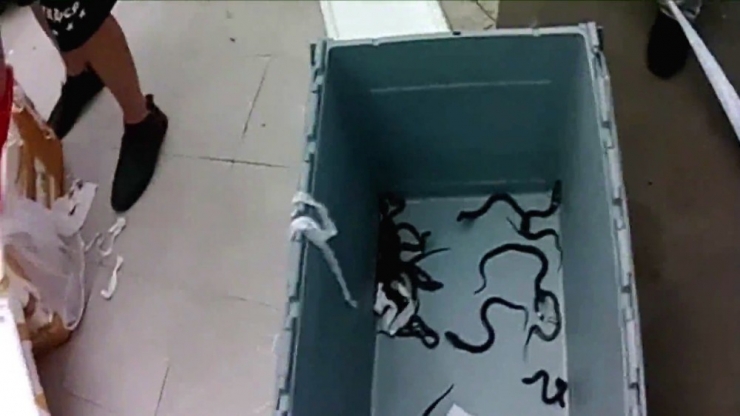 Tren İçinde Kobra Yılanı Yavruları Bulundu