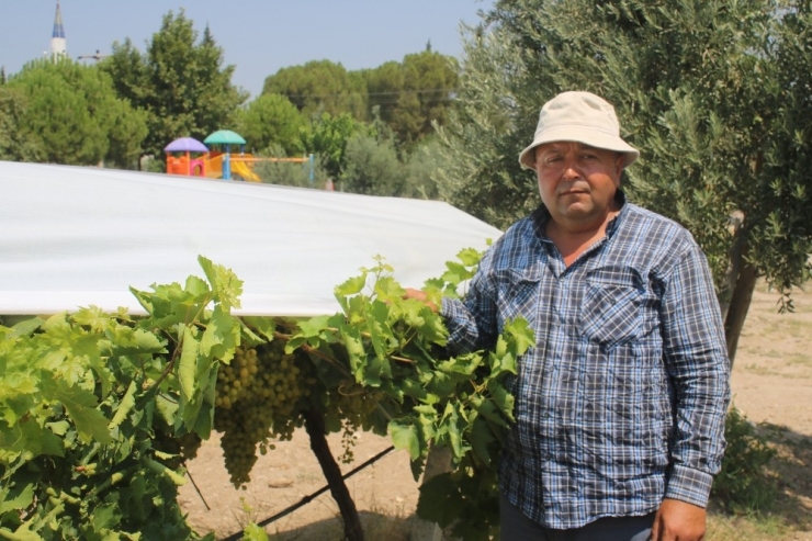 Thompson Üzümünün Buldan’da Deneme Üretimine Başlandı