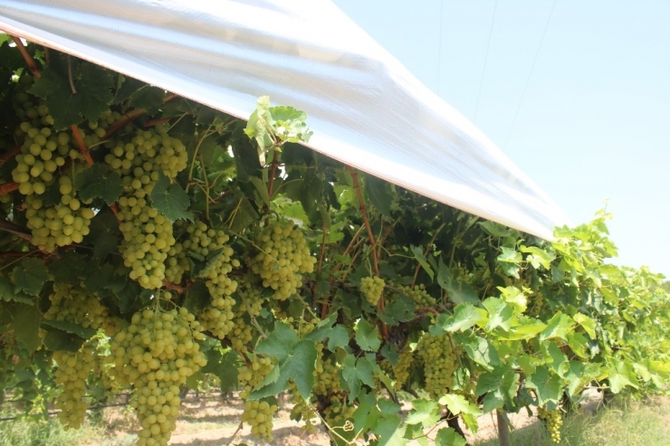 Thompson Üzümünün Buldan’da Deneme Üretimine Başlandı