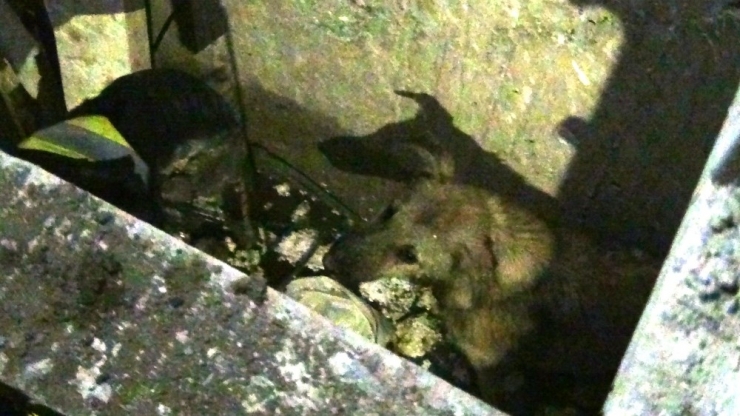 Asansör Boşluğuna Düşen Köpeği İtfaiye Kurtardı