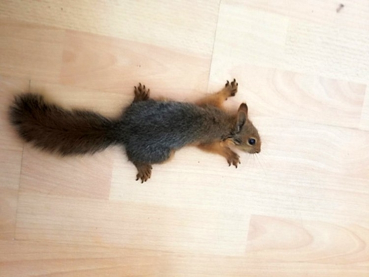 Isparta Dkmp’nin Tedavi Ettiği 5 Yaban Hayvanı Doğaya Salındı