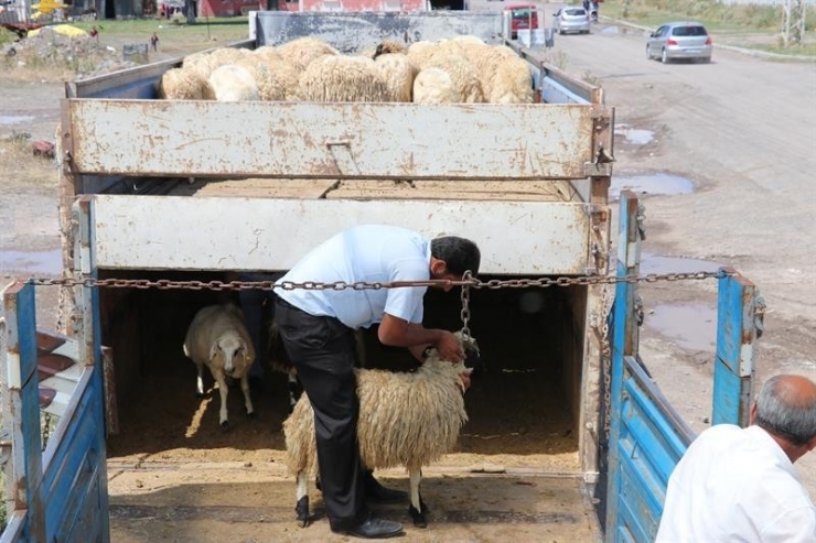 Kars’ta, Genç Çiftçi Hayvan Dağıtımları Devam Ediyor