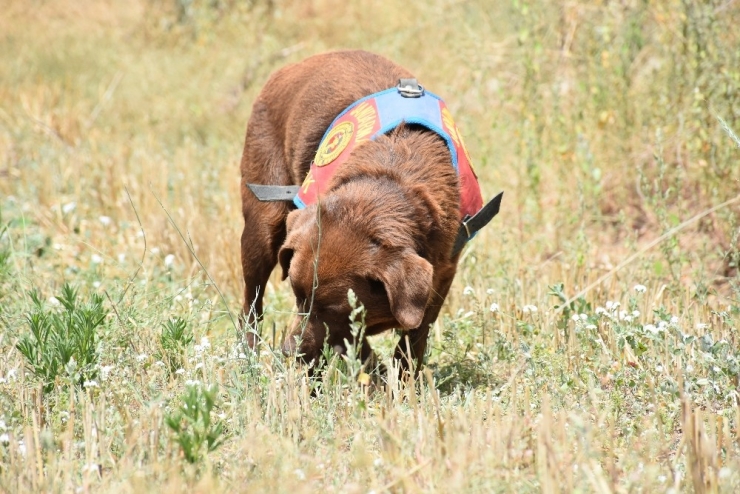 Kayıp Katip Kadavra Ve İz Takip Köpekleriyle Aranıyor